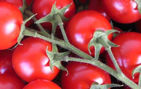 Pomodoro Ciliegino