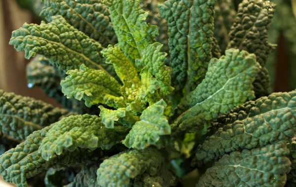 Cavolo nero