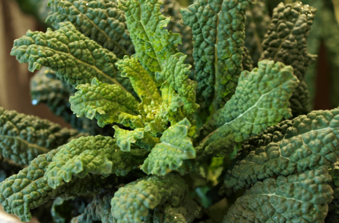 Cavolo nero