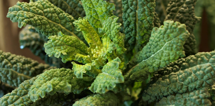 Cavolo nero
