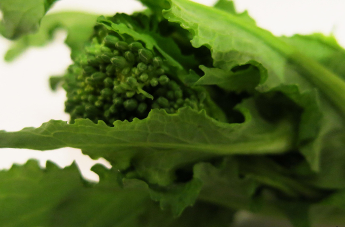 Cima di rapa