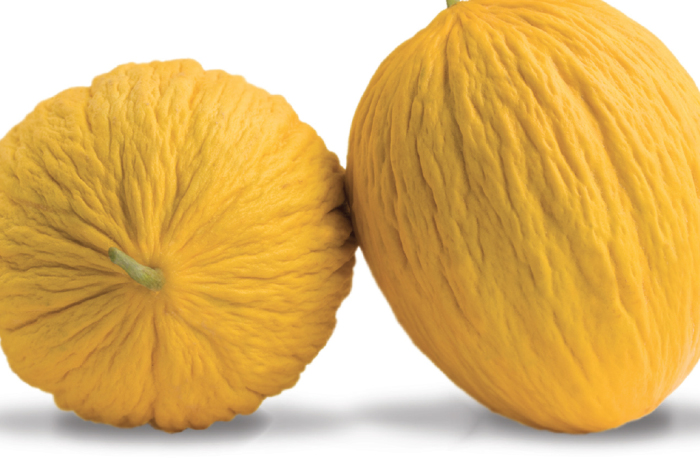 Melone Gialletto