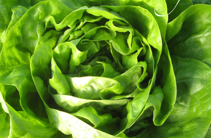 Insalata Lattuga