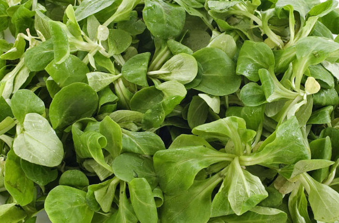 Insalata Valeriana