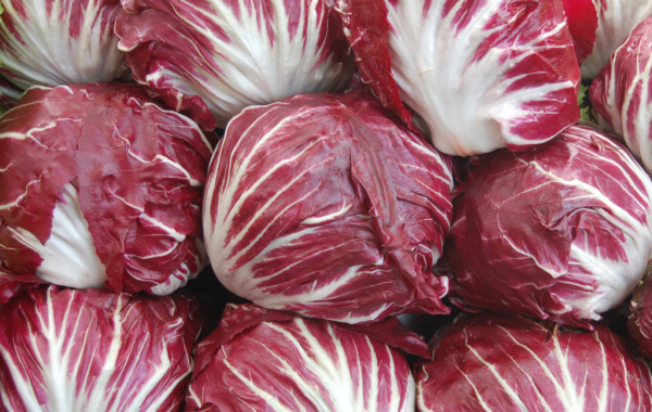 Radicchio di Chioggia