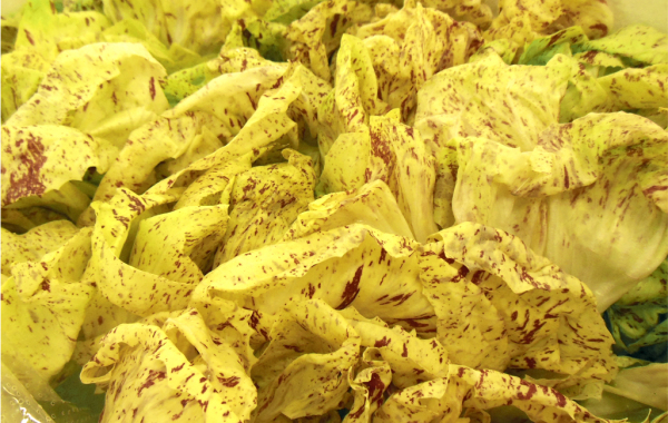 Radicchio di Castelfranco