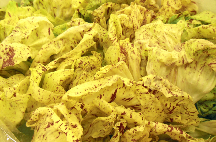 Radicchio di Castelfranco