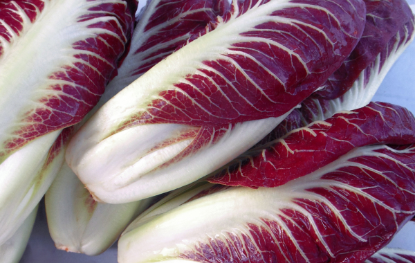 Radicchio Rosso Precoce