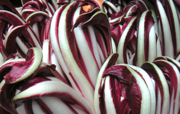 Radicchio Tardivo di Treviso