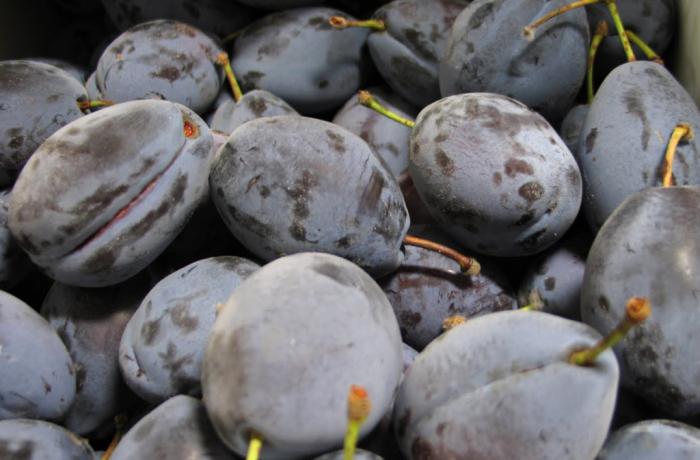 PRUGNA GROSSA DI FELISIO