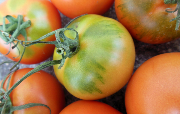 Pomodoro Camone