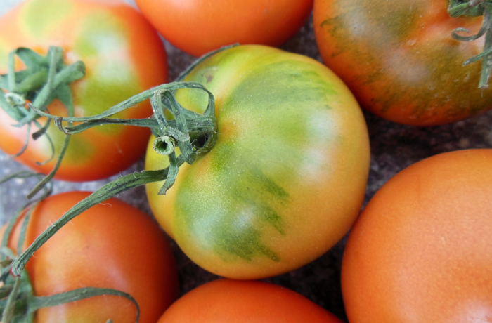 Pomodoro Camone