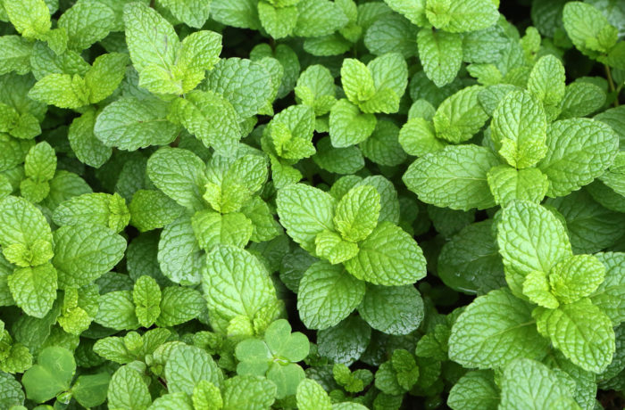 Menta