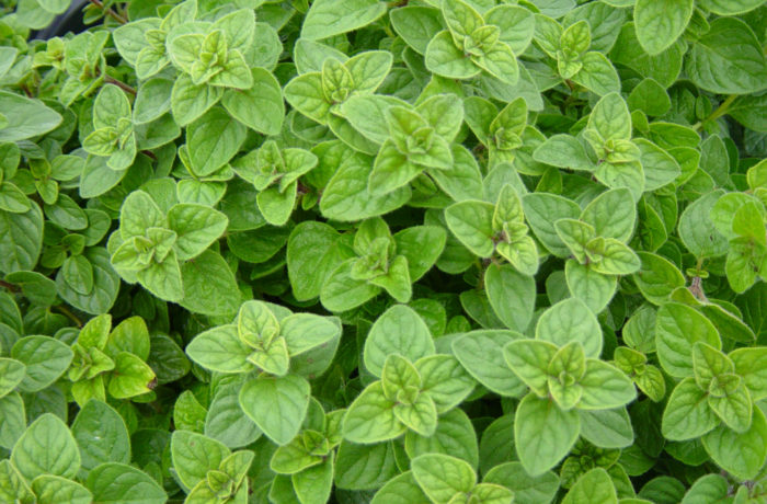 Origano